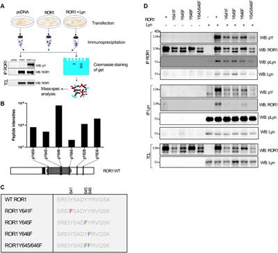 Lyn Phosphorylates and Controls ROR1 Surface Dynamics During Chemotaxis of CLL Cells